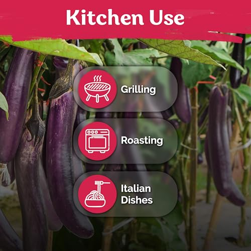175 Long Purple Eggplant Heirloom Vegetable Seeds