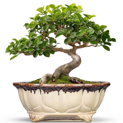 Ceramic Bonsai Tree Pots (11 Inch / Oval Beige-brown)