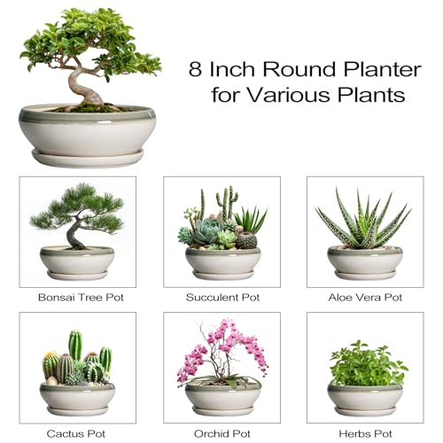 Bonsai Tree Pots (8 Inch / Grey-white)
