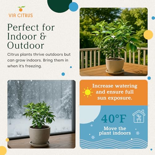Red Lime Tree Live Plant 13 (Red Lime Tree)