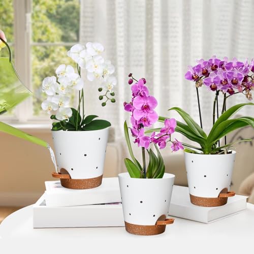 6 Inch Orchid Pot