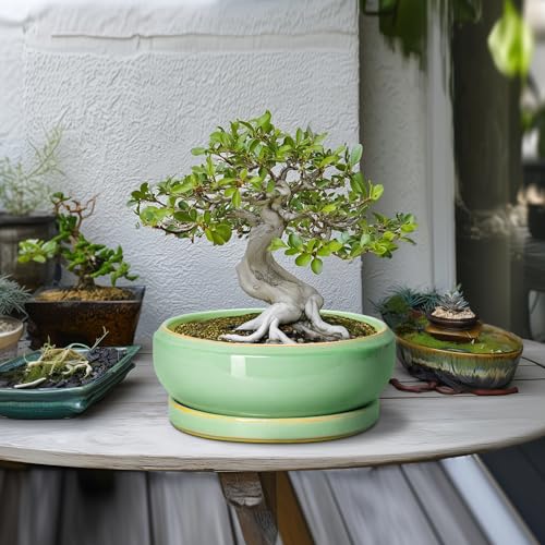 10 Inch Bonsai Tree Pots (10 Inch / Light Green)
