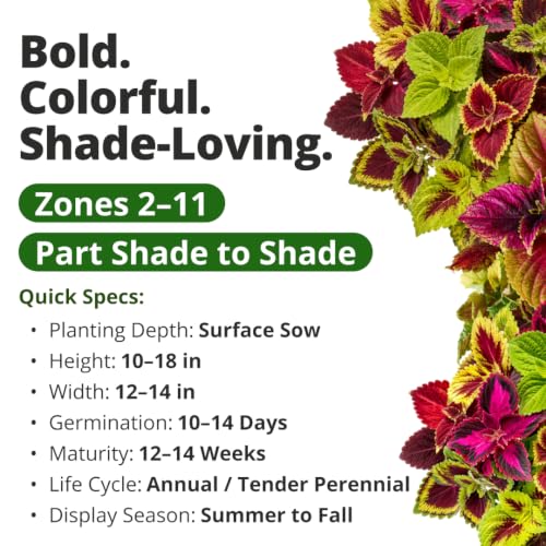 Rainbow Mix Coleus 400 Flower Seeds Plectranthus scutellarioides