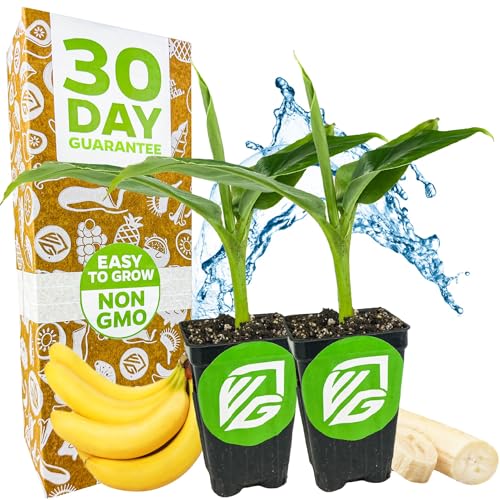 Tropicana Banana Tree (Tropicana)