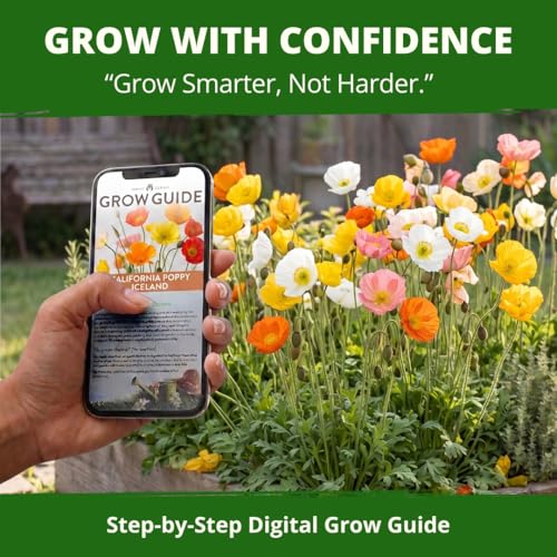 Iceland Poppy 3500 Flower Seeds Papaver nudicaule