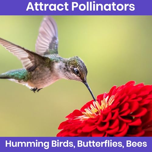 Zinnia Seeds for 2026 Planting Outdoors