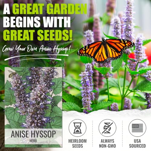 Anise Hyssop Seeds to Plant Perennial Heirloom Herbs 5 Packs (5 Packs)