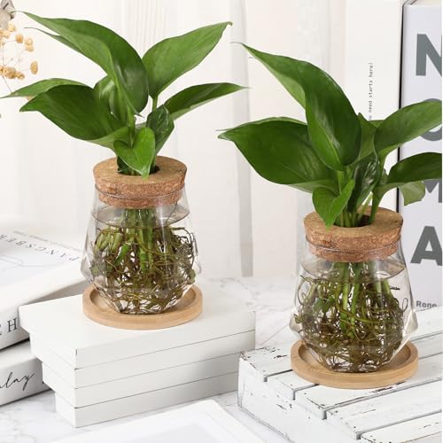 12 Pack Propagation Vases for Plants (Cup Style)