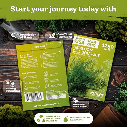 1 250 Dill Heirloom Herb Seeds for Planting