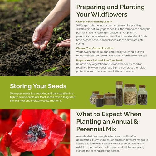 Shorty Low Grow Wildflower Mixed Seeds for Planting