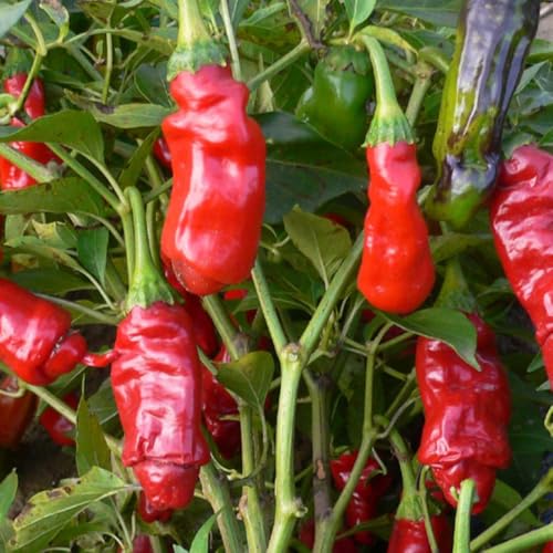 Pepper Live Plant (Hot Peter Pepper)