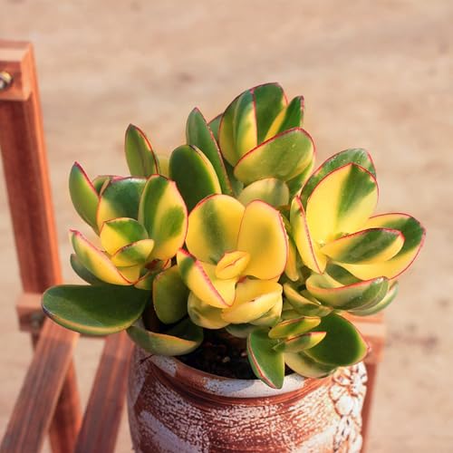 Golden Jade Crassula Ovata 'Hummel Sunset'