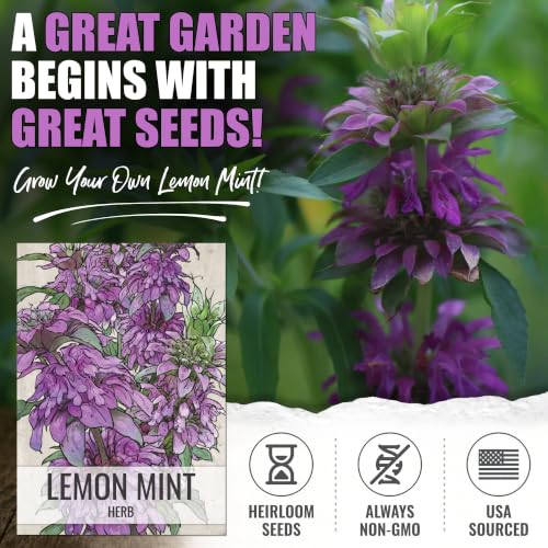 Lemon Mint Seeds to Plant Annual Heirloom Non (2 Packs)