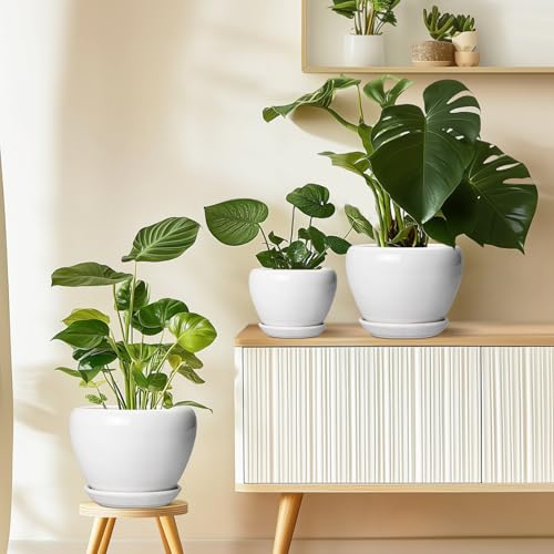 Ceramic Pot for Plants (8 Inch / Glossy White)