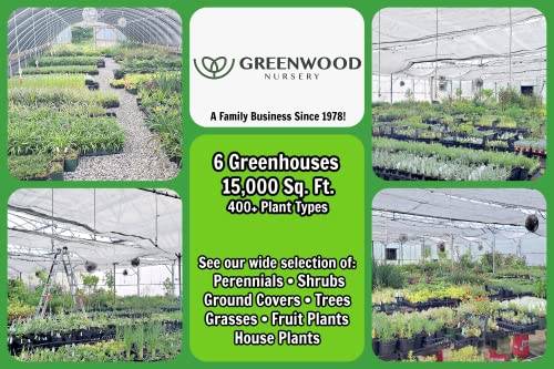 Live Perennial Plants (2 Count)