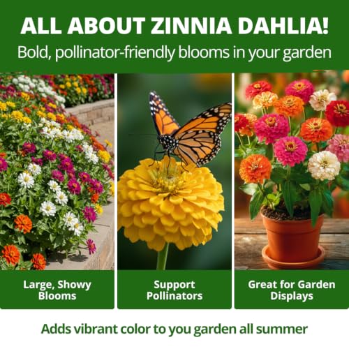 Zinnia Seeds Dahlia Mix