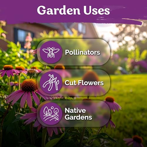 550 Purple Coneflower Heirloom Flower Seeds