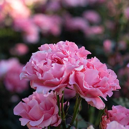 Heirloom Hybrid Tea Roses (Paris de Yves St. Laurent)