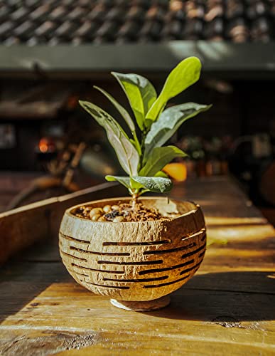 Set of 4 Horizons Coconut Planters w (4 Count)
