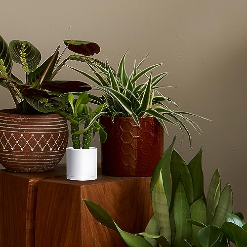 2 Pack White Plastic Planters with Saucers (4.5")