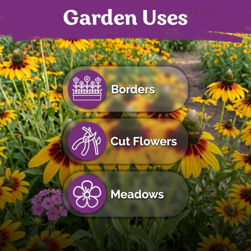 550 Clasping Coneflower Heirloom Flower Seeds
