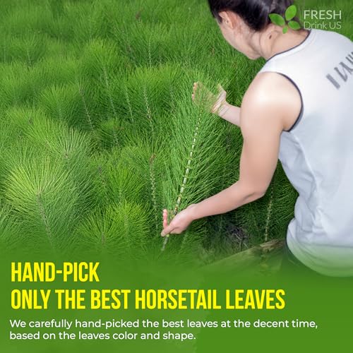 Premium 75 Horsetail Leaf Tea Bags (75 Tea Bags)