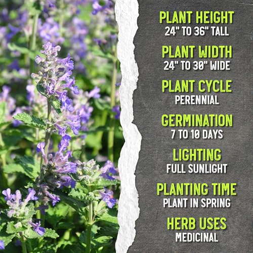 Catmint Seeds to Plant Heirloom Non (2 Count)