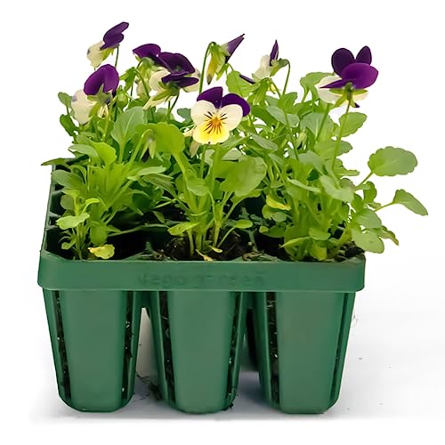 Standard Seedling Trays Without Lids