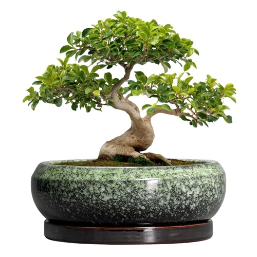 Bonsai Pots 13 Inch Ceramic Succulent Planters Indoor (13 Inch / Retro Green)