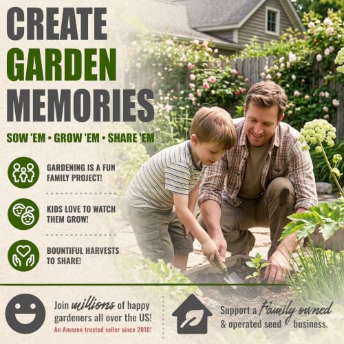Angelica Seeds to Plant Heirloom Non (5 Packs)