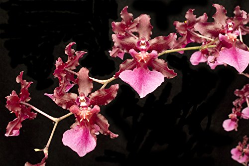 Oncidium Sharry Baby (NBS (Near Bloom Size))