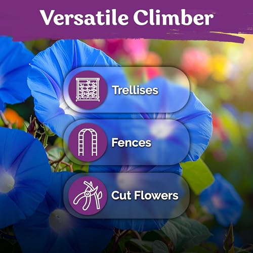 150 Heavenly Blue Morning Glory Heirloom Flower Seeds