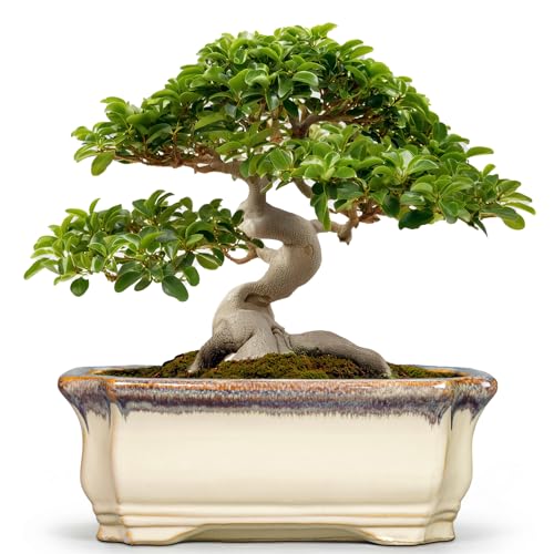 13.7 Inch Bonsai Planter (13.5 Inch / Rectangular Beige-brown)