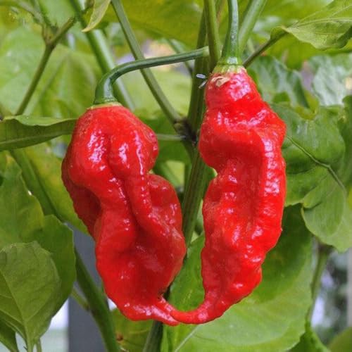 Ghost Pepper Bhut Jolokia Plants Live (Bhut Jolokia Chile Ghost Pepper)