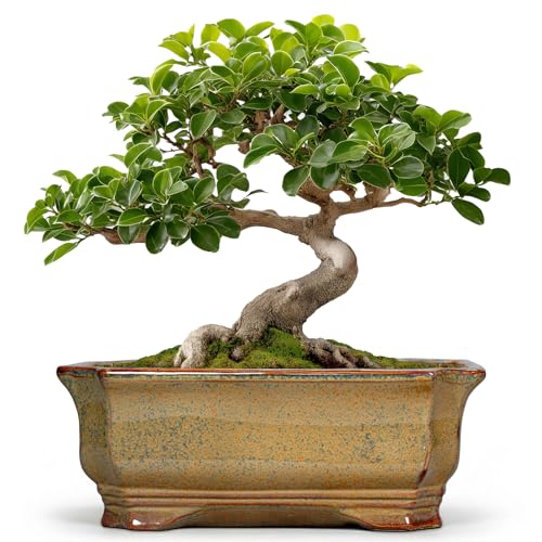 Bonsai Tree Pots 11.6 Inch (11 Inch / Rectangular Yellowish Brown)