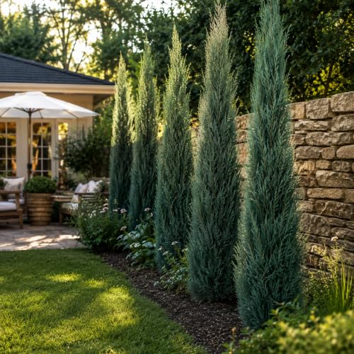 Skyrocket Juniper (4 Inch / 1 Plant)