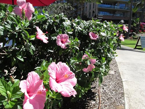 Pink Hibiscus Rosa (4 Count)