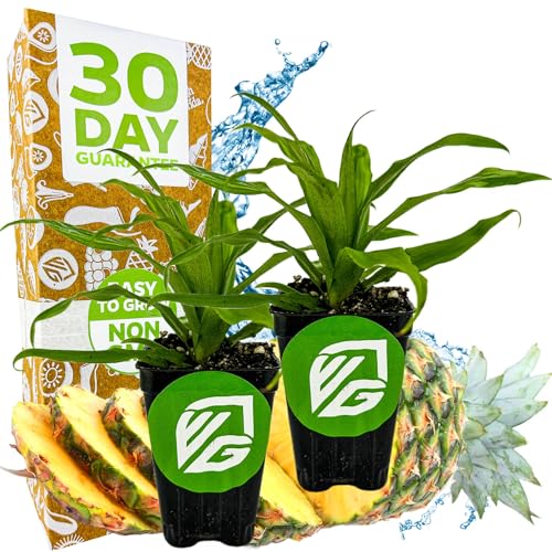 Florida Special Pineapple Live Plant (Florida Special)