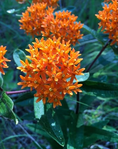 6 Butterfly Milkweed (6 Plants)