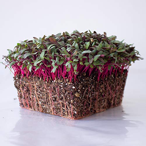 Mountain Valley Seed Co Beet Microgreens Seed 1 Lb 24 (16 Ounce)