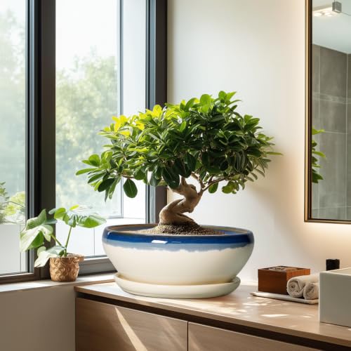 Bonsai Tree Pots (12 Inch / Blue-beige)