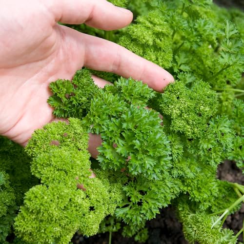 Herb Seeds to Plant Curly Parsley (5 Packs)