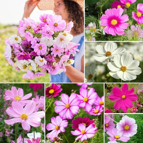 10 Varieties Cosmos Seeds