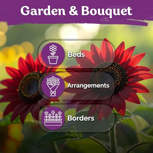 75 Chocolate Cherry Sunflower Heirloom Flower Seeds