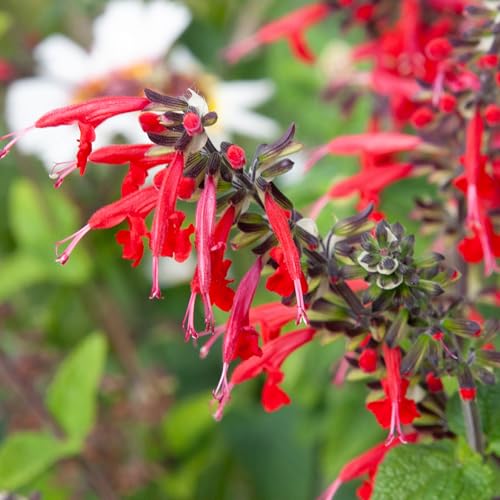 Scarlet Sage Seeds to Plant Perennial Red Salvia 2 Packs (2 Packs / Scarlet Salvia)