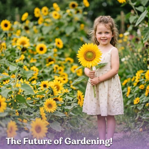 150 Dwarf Sunspot Sunflower Heirloom Flower Seeds
