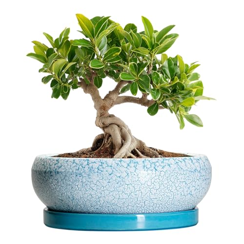 Bonsai Pots Small (6 Inch / Blue-white)