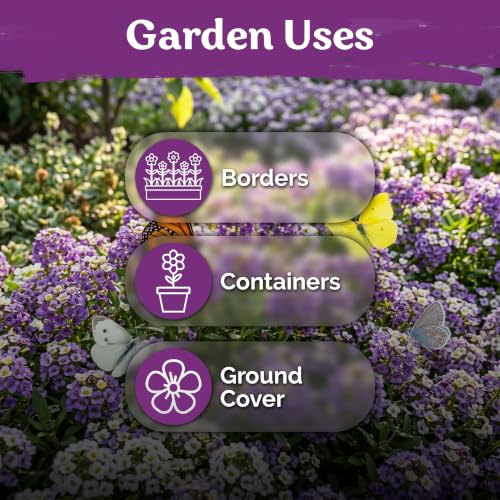 5 000 Royal Carpet Sweet Alyssum Heirloom Flower Seeds