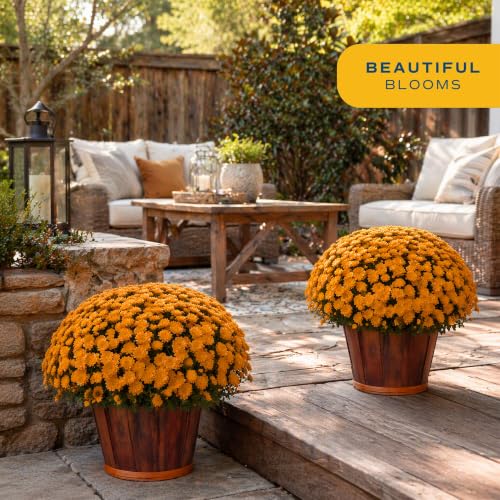 Garden Mums Live Outdoor Plant (Bushel Basket Flower Pot / 3 Qt. (Pack of 2) / Orange)