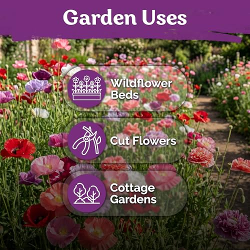 5 000 Single Mix Poppy Heirloom Flower Seeds for Planting